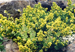 Galium arenarium